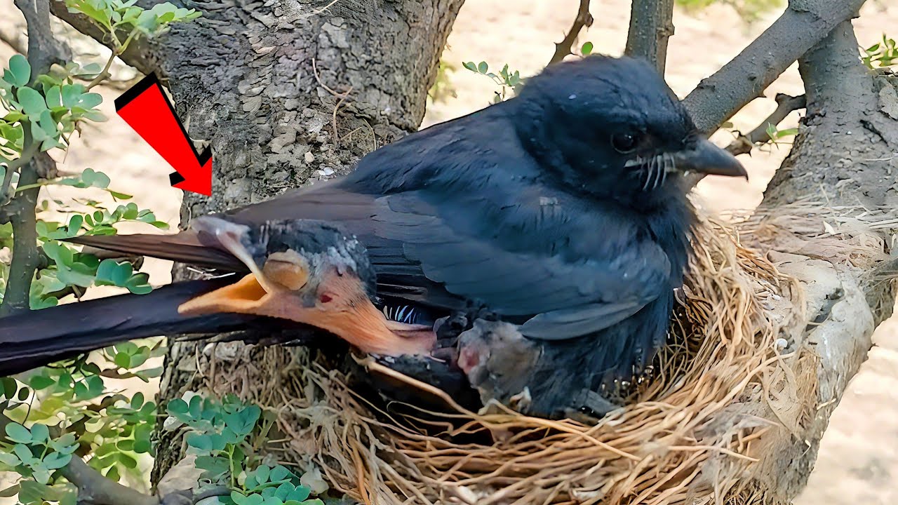 Hungry Drongo Baby is crying in Nest | Waiting for food