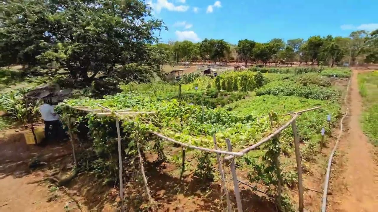 From Seed to Harvest: A Journey Through Cultivated Fields | Crop fields | Farming 🌱