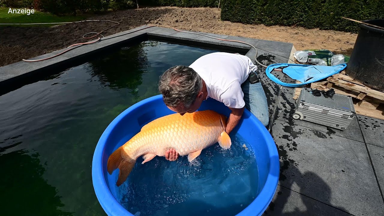 Modern Koi Blog #3846 - Das Einsetzen von Dirks Jumbo & Superjumbo Koi - Teil 1