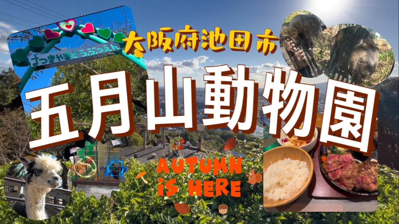大阪府池田市五月山動物園／ウォンバットが可愛すぎた　#五月山動物園　#ウォンバット