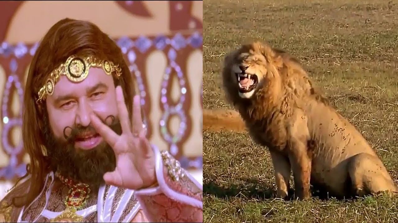 Ram Rahim and Lion Funny Video