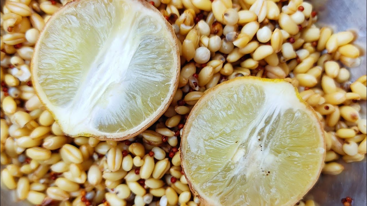 Benefits Of Giving Lemon Water To Chickens