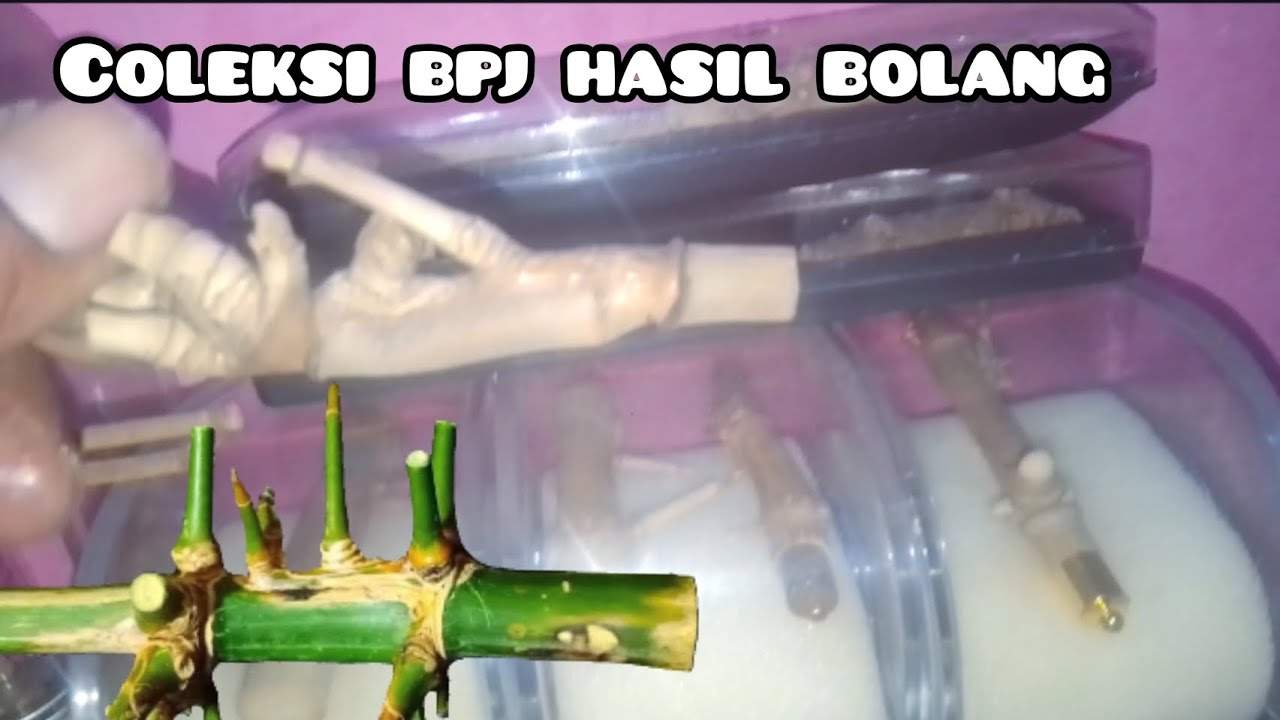 coleksi brbagai jenis bambu petuk Jalu