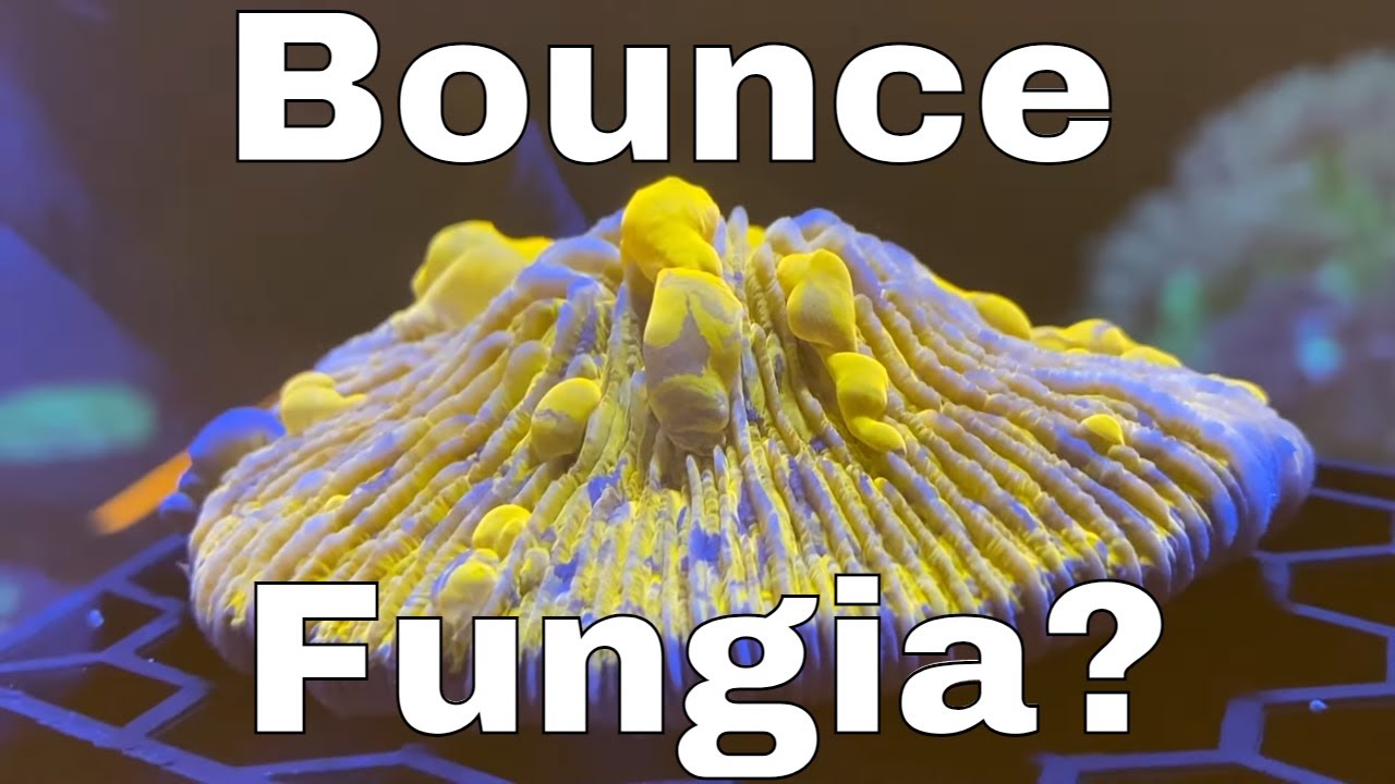 BOUNCE Fungia? + New AGGRESSIVE Saltwater Fish