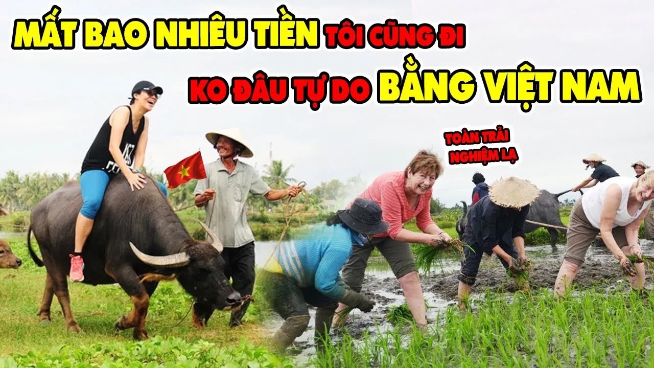 LẠ LÙNG Khách Tây Chi Hàng Trăm Triệu Đồng Sang VN Chỉ Để Cấy Lúa Chăn Trâu Khiến CĐM Hoang Mang