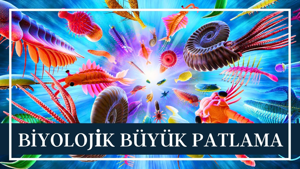 Kambriyen Patlamasında Ne oldu? | Biyolojik Big Bang #4