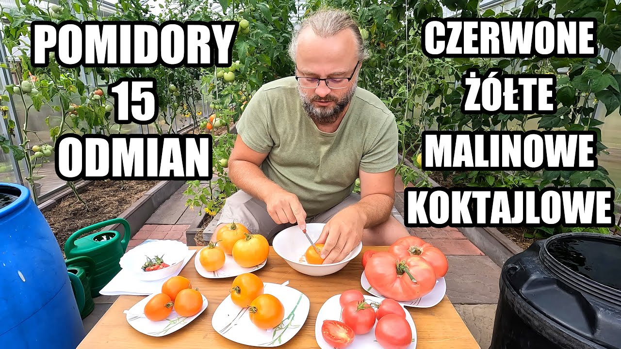 Opis pomidorów jakie w 2024 roku uprawiam - 15 odmian. Czerwone, malinowe, żółte, koktajlowe.