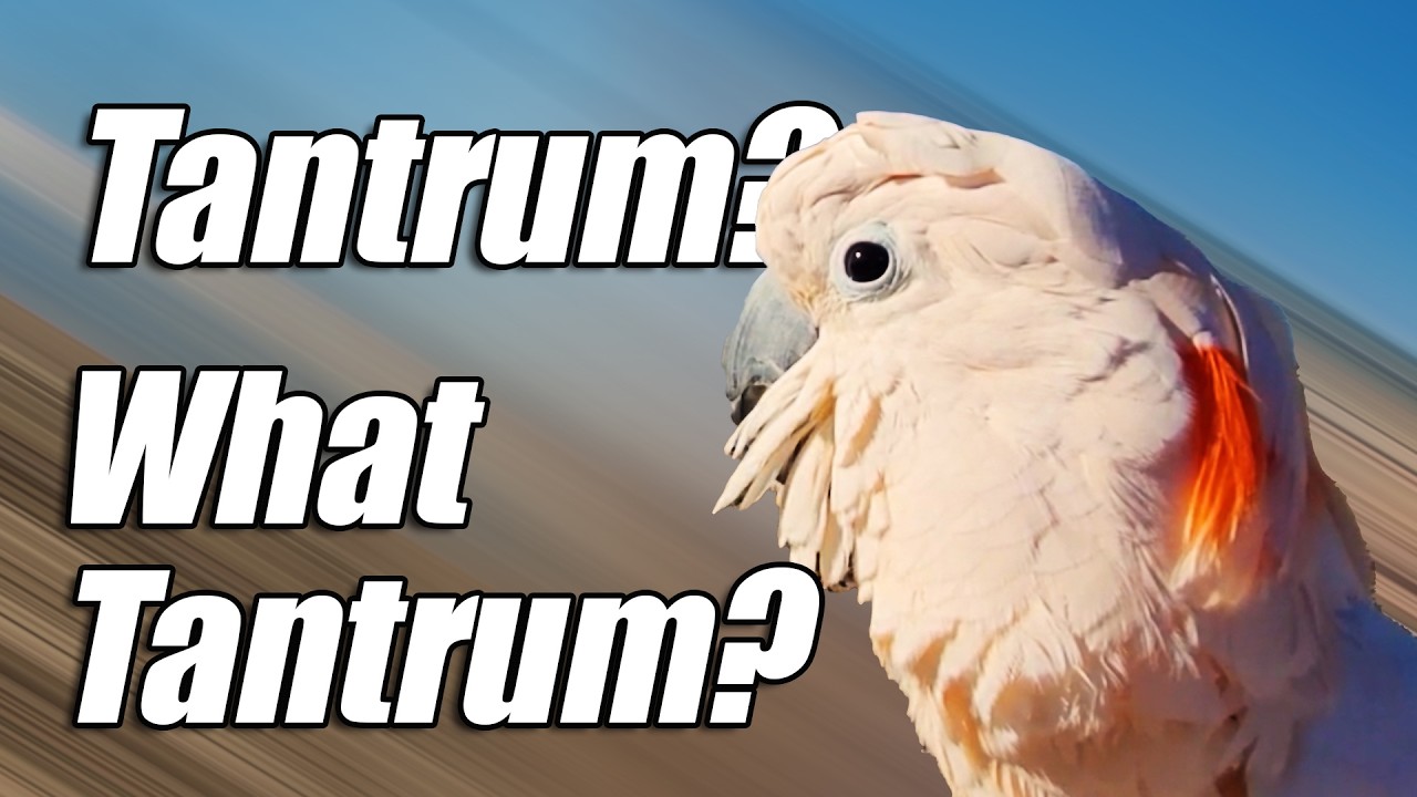 The 5-Minute Reset! 🕊️ Max Forgot He Was Mad (Subtitles)