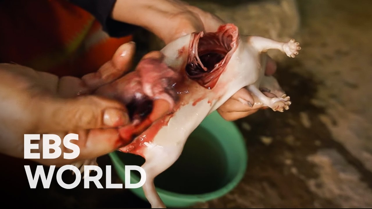 More Than Just Meat: Alpacas and Guinea Pigs of the Andes #PICKDOCU