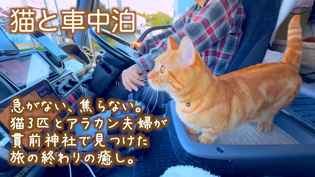 朝起きたら隣に愛猫がいる幸せ／長野の帰り道で見つけた絶景に癒されました