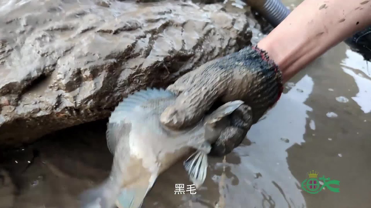 渔戈兄弟扛着三台抽水机，用两个小时抽干水池，抓货忙不过来