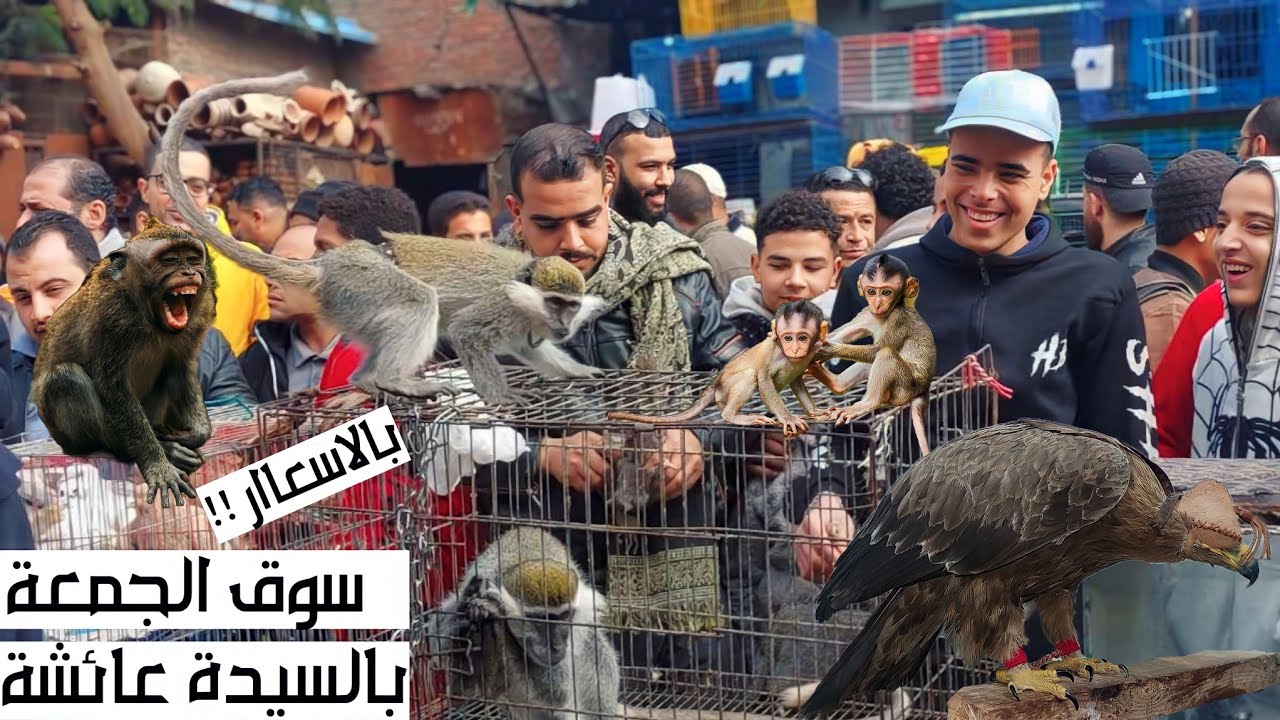 سوق الجمعة بالسيدة عائشة بالاسعاااار نسانيس صقور سلاحف عقبان تعابين قنافد ارانب فراخ زينة حمام و