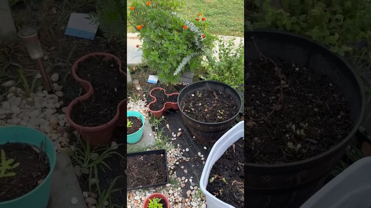 My garden this morning #gardeninglife #morningroutine