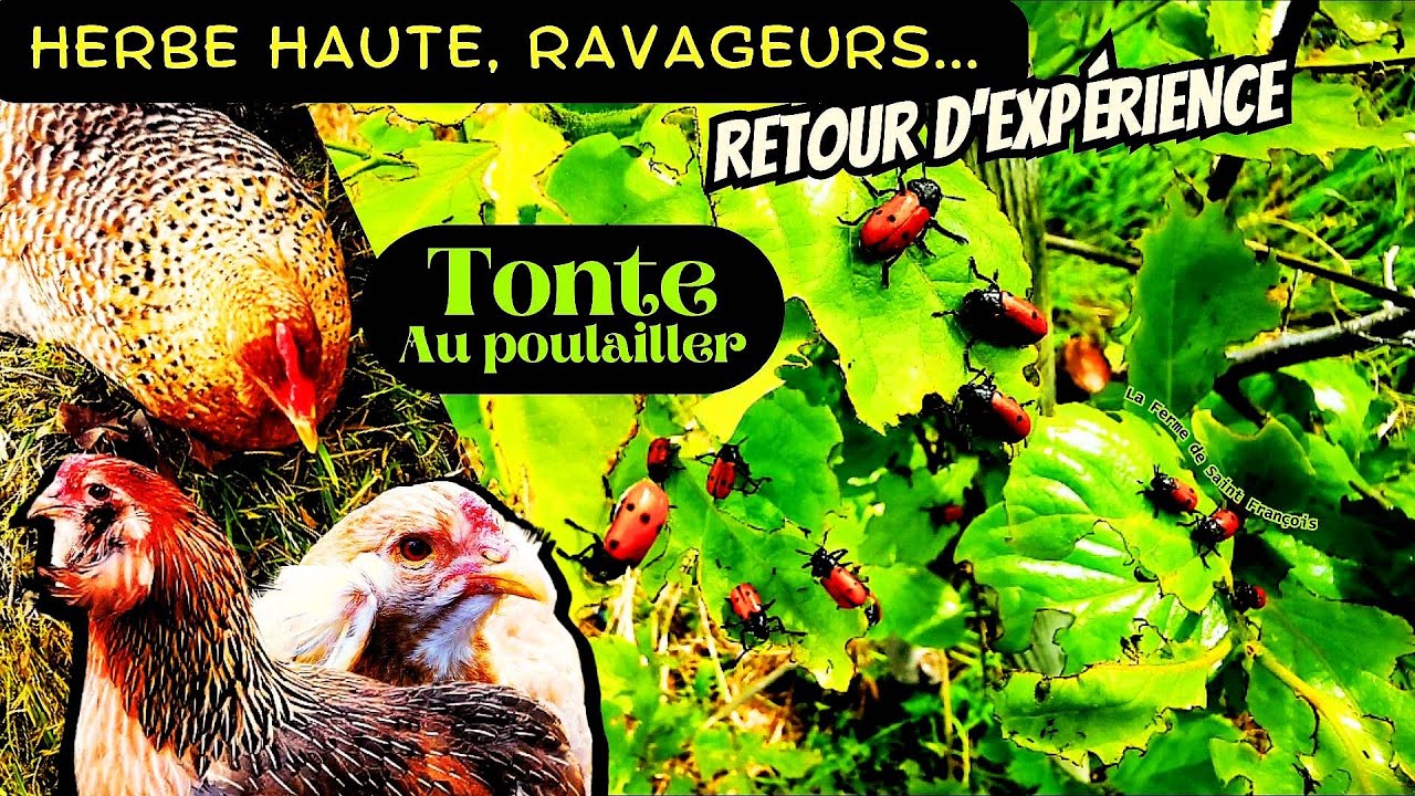 Herbe Haute, Ravageurs, Baisse de Fructification : Retour d'Expérience, Tonte au Poulailler