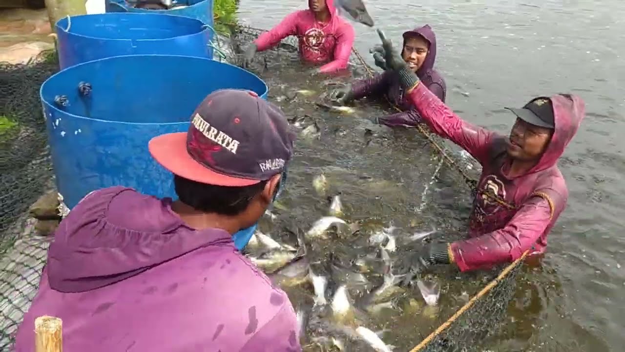 ikan patin cepat besar || 4 bulan panen 30 ton 1 kolam