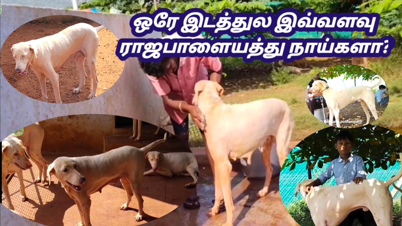 ராஜபாளையம் நாய்குட்டிகள் கிடைக்கும் Rajapalayam puppy