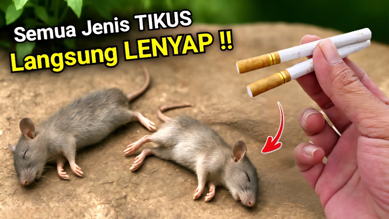 Jutaan orang belum tahu‼️Cukup pakai ini RUMAH BEBAS TIKUS selamanya