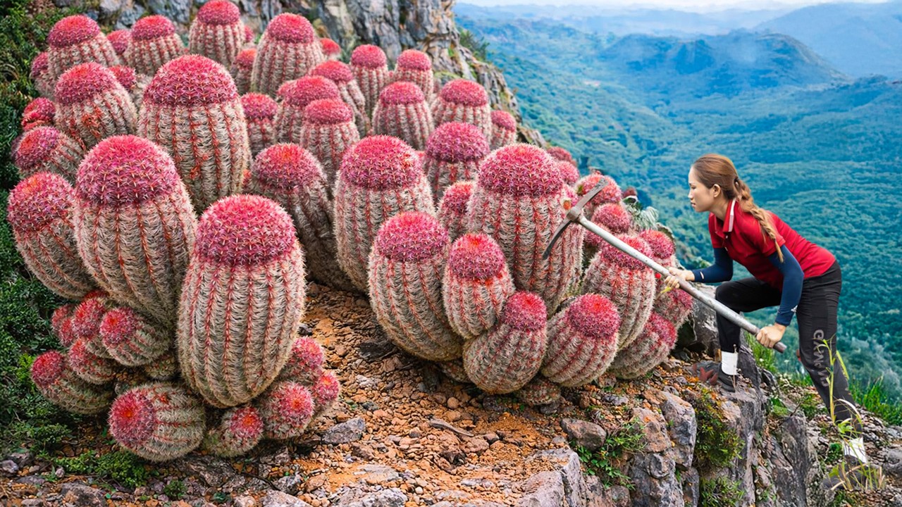 Harvesting Giant Rainbow Cactus on Mountain Cliff | Woman Collects Rare Cactus to Sell
