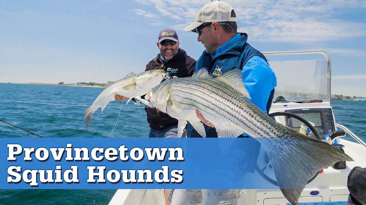 Striped Bass and Squid Feeding Frenzy off Provincetown, MA | S16 E5