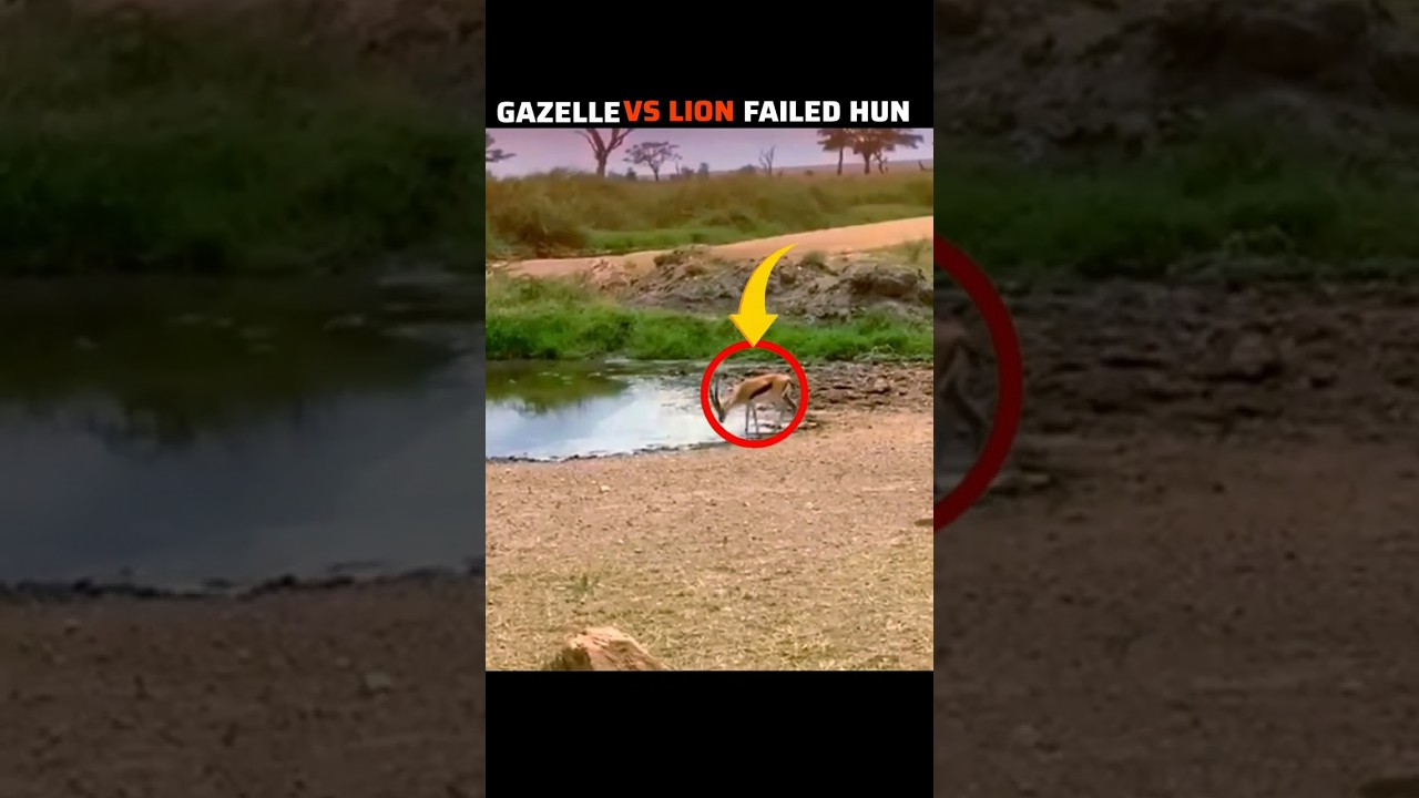 Lucky Impala Survives a Crocodile Attack! #shorts #trending #youtubeshort #wildlife #crocodile