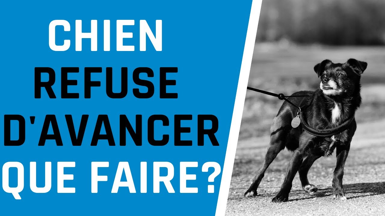 MON CHIEN REFUSE D'AVANCER EN LAISSE QUE FAIRE?