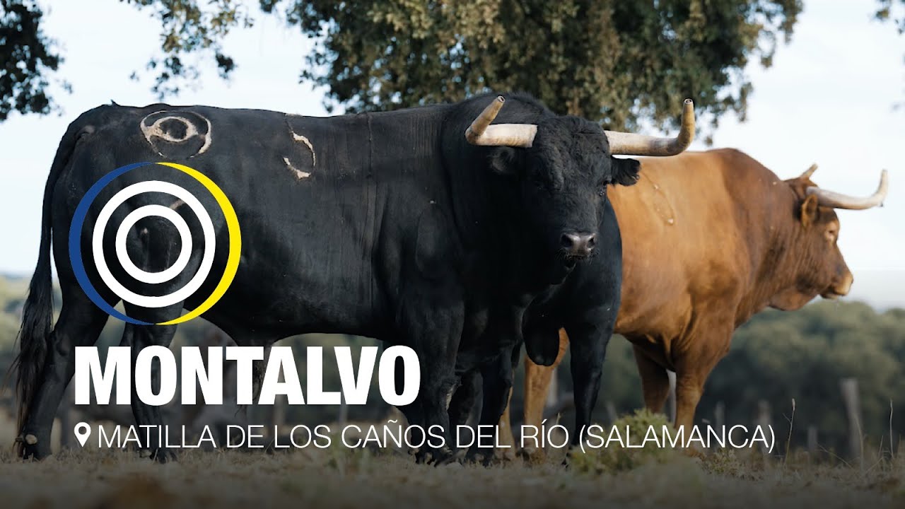 La ganadería de MONTALVO en el campo salmantino