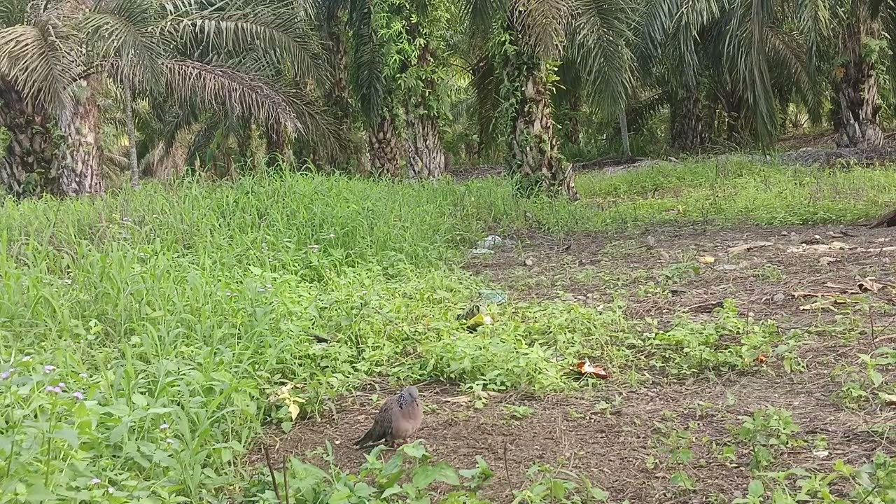 4.pikat di hajar BL. Ini si kancil berhasil y bos, q