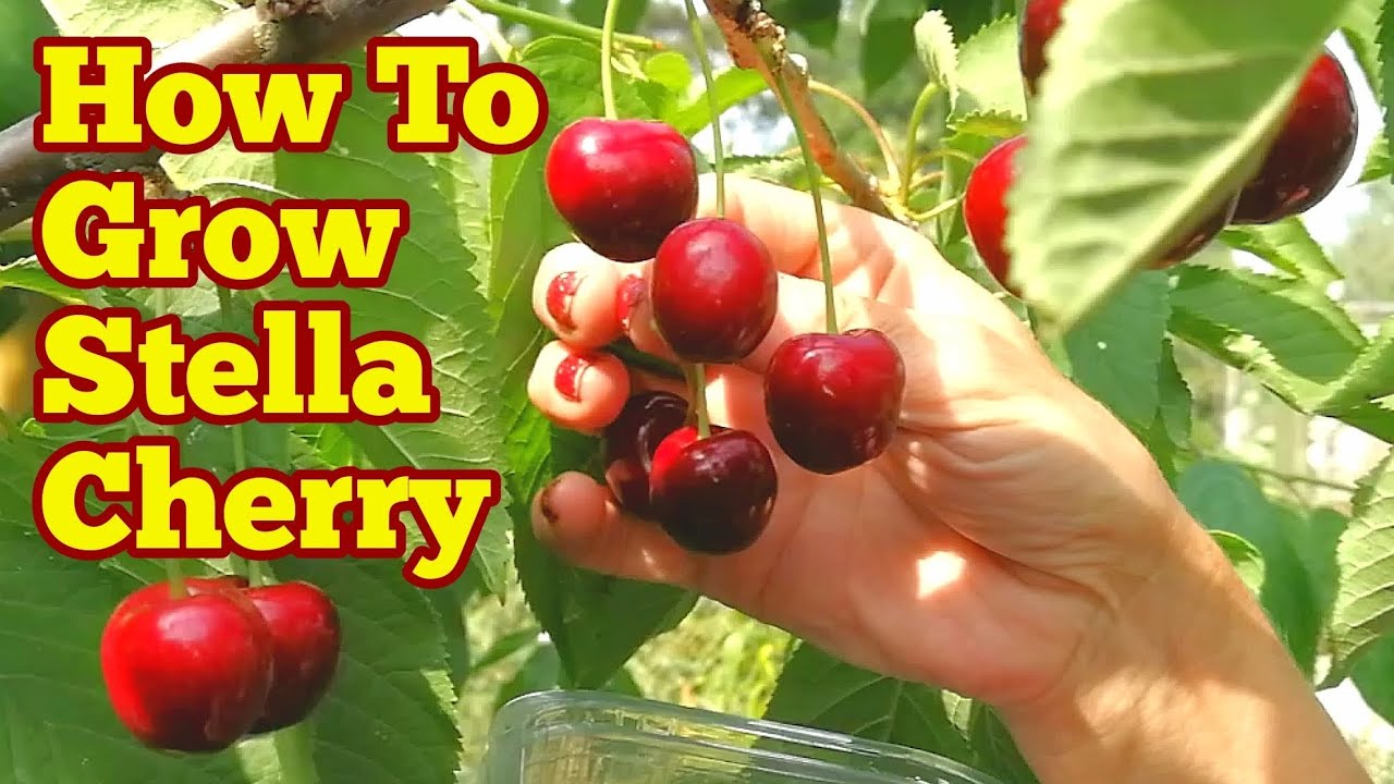 How To Grow Stella Cherry Tree/ Complete Guide/ The Movie