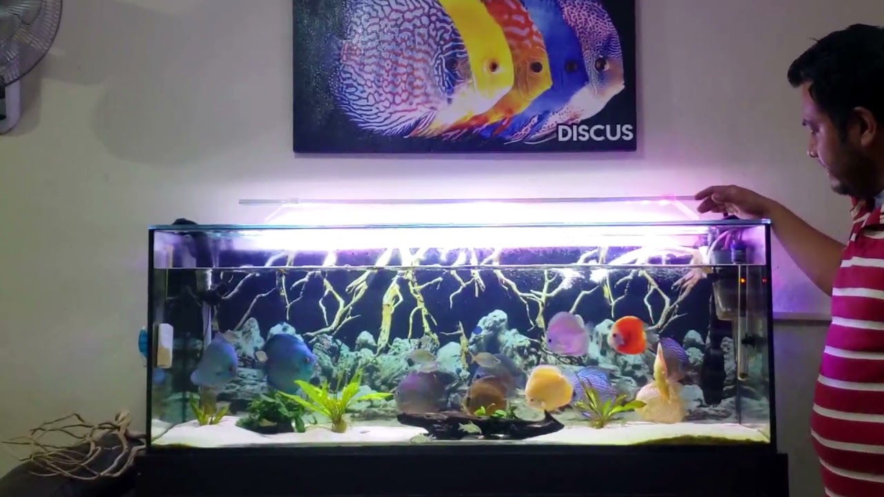 Acuario de Peces Disco Mantenimiento del Acuario Parte 1