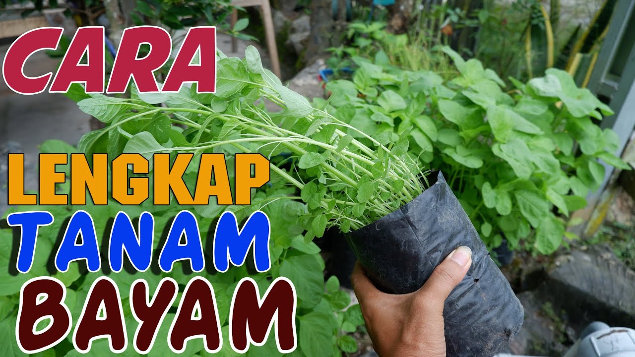 Tutorial Cara MENANAM BAYAM DARI AWAL HINGGA PANEN