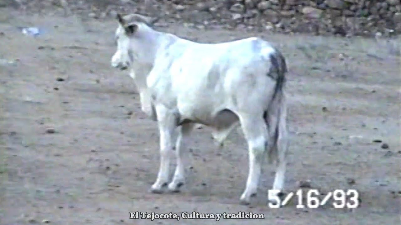Jaripeo Ranchero en El Tejocote 1993