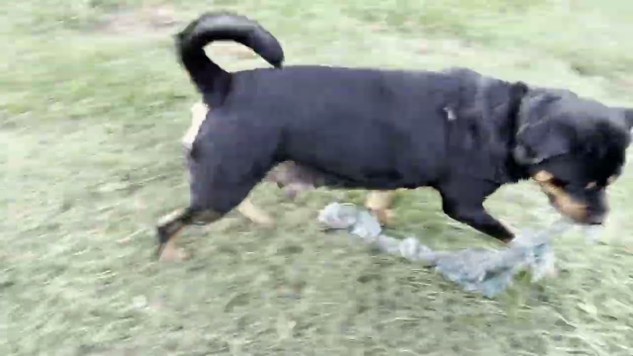 Reva's pups are 6 weeks! First shots, deworm, weights & more! Ula's litter is here also 4 big pups!