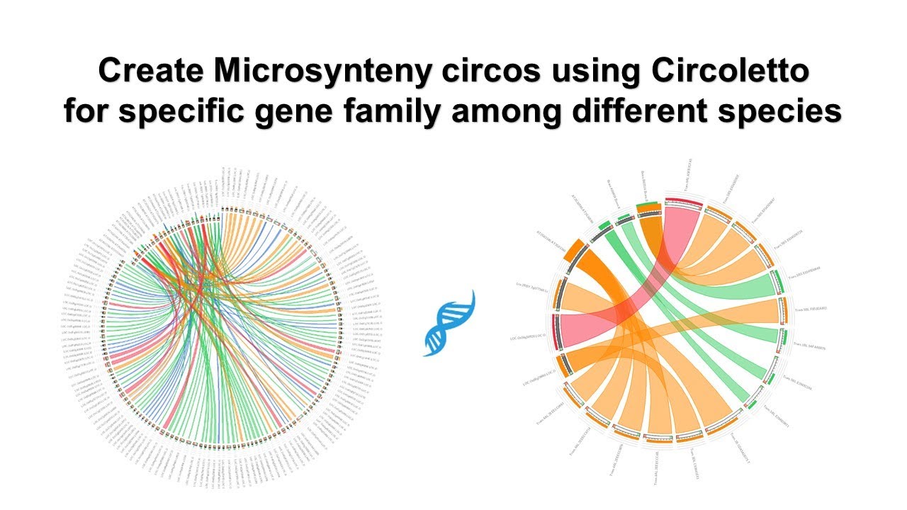 Microsynteny Circos using Circoletto for specific gene family among different species