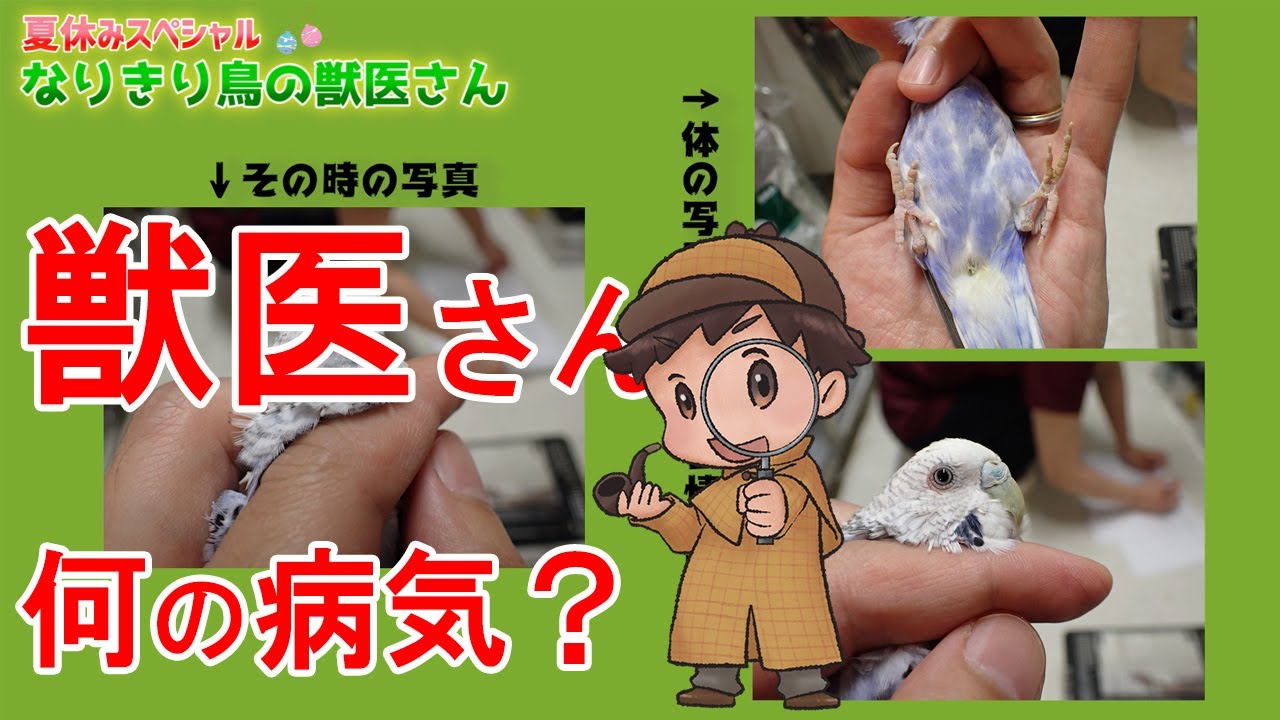 【クイズ・鳥】なりきり鳥の獣医さん 何の病気でしょうか？