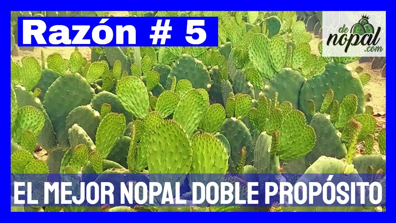 🟢 Atlixco - NOPAL Verdura y/o Forraje para ganado (2 en 1).