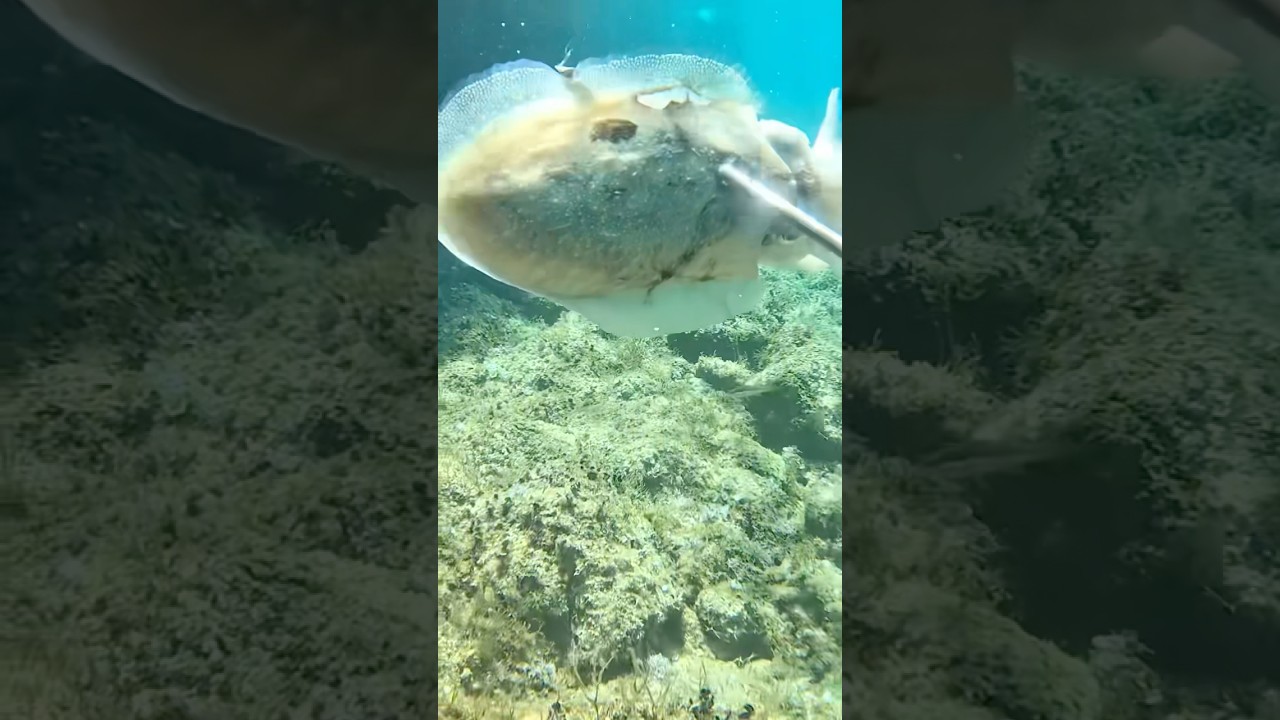 PESCA SUB SEPPIE #pescasub #pescasubmarina #spearfishing #chassesousmarine #seppia