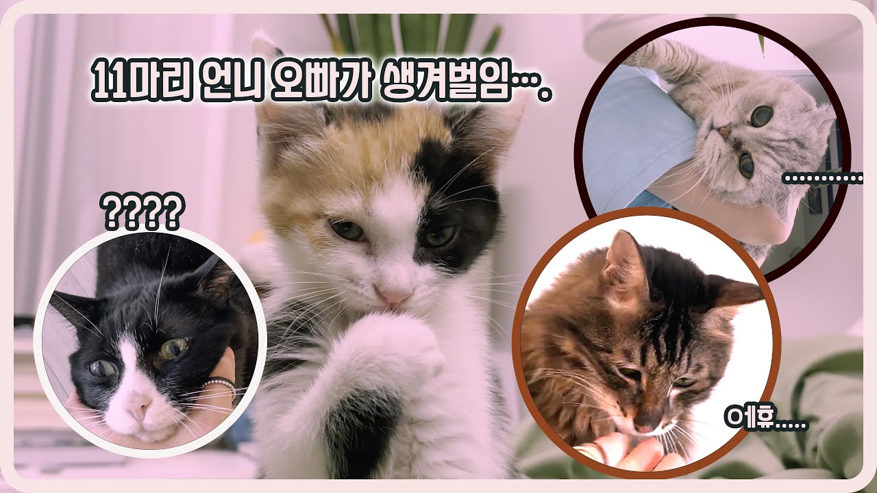 다묘가정임에도 또 고양이를 입양한 이유.