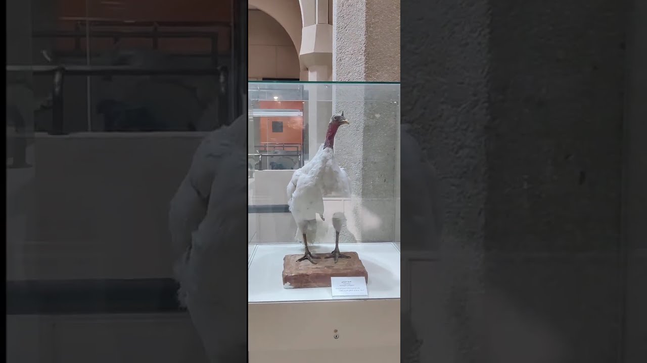 Animal Exhibitions #zoology  #ksu #riyadh #حيوان  جامعة الملك سعود  الرياض #ytshorts #khanmyahiya ‎⁨