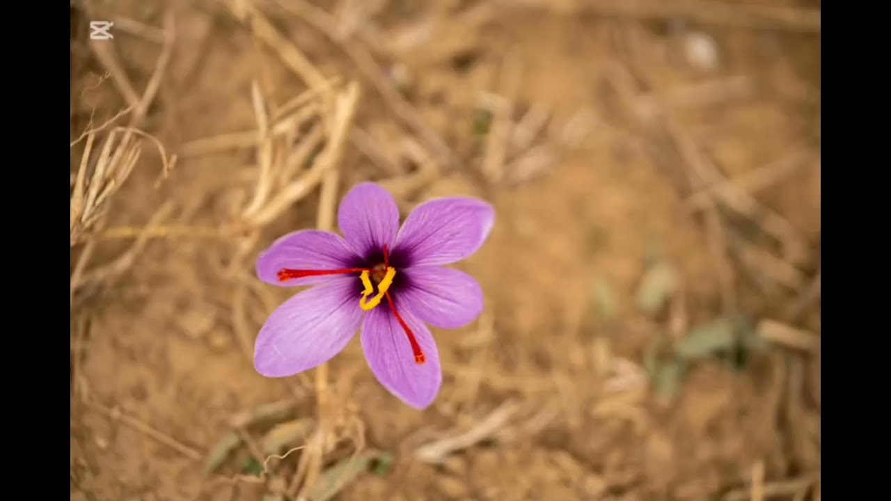 7 most rare indoor flowers in the world #flowers #aloe #benefits #bonsay