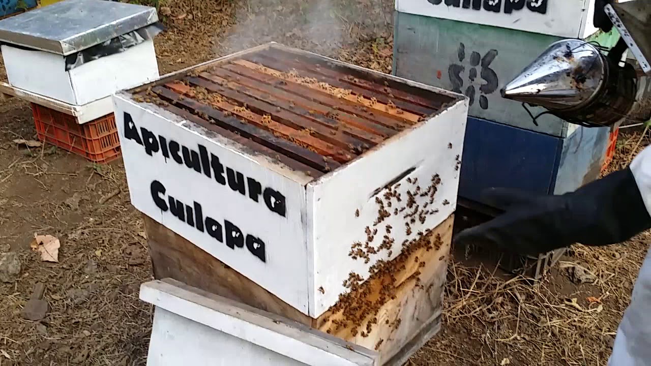Colmena doble reina (finalizacion)