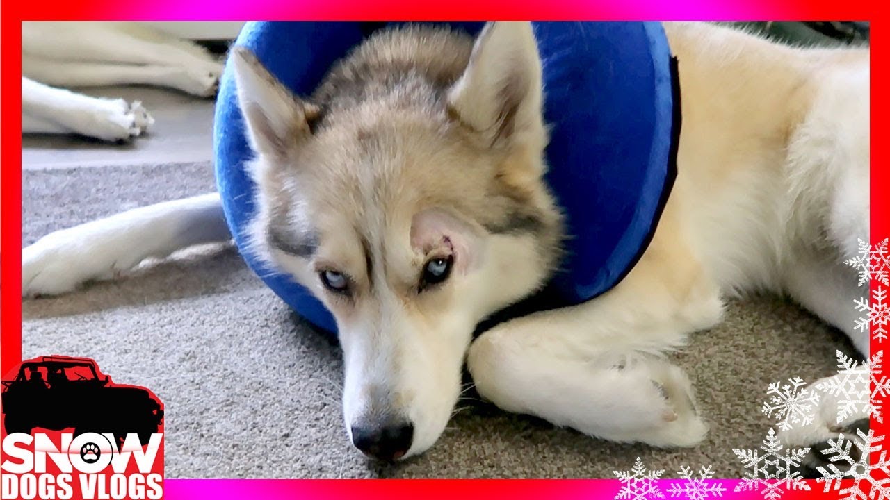 SHELBY GETS STITCHES | Shelby in the Cone of Shame