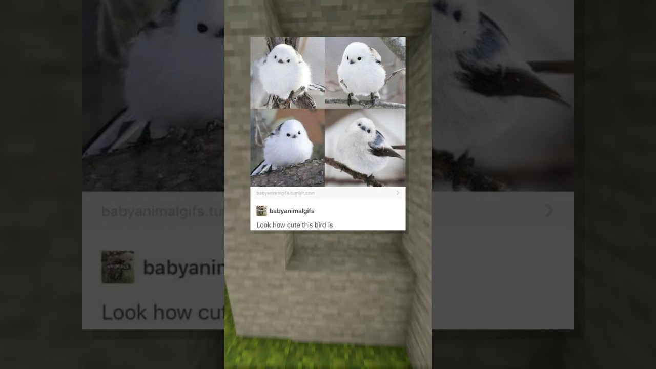 unexpected bird pun
