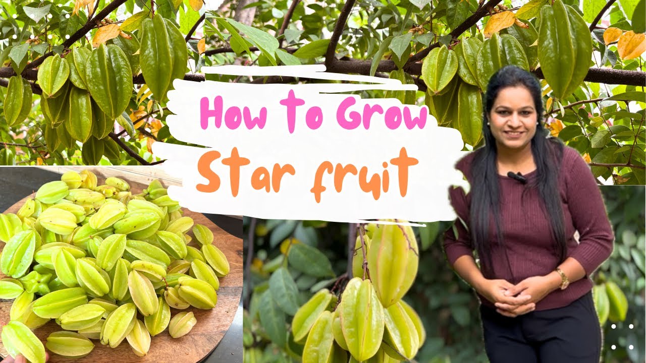 Grow Star Fruit at Home like a PRO!! How to grow Star fruit at Home #starfruit #backyardgardening 