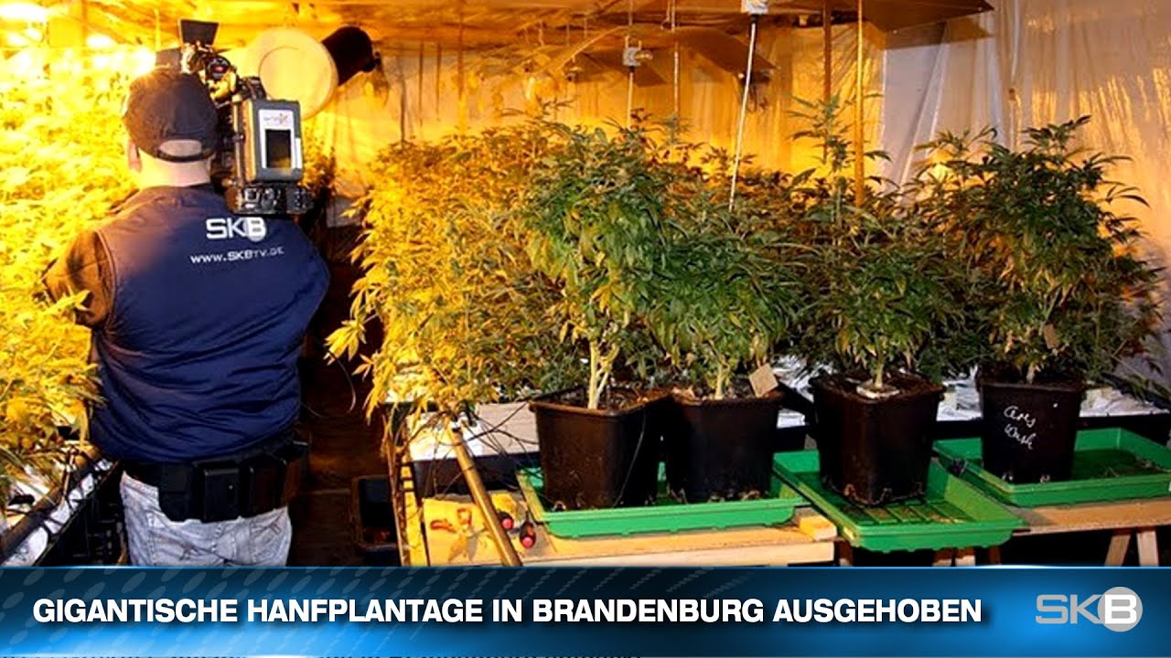 GIGANTISCHE HANFPLANTAGE IN BRANDENBURG AUSGEHOBEN