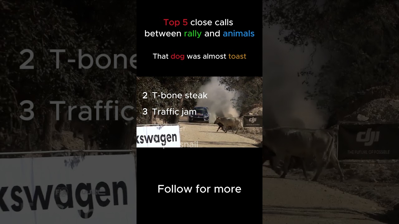 Top 5 moments between rally cars and wild animals 