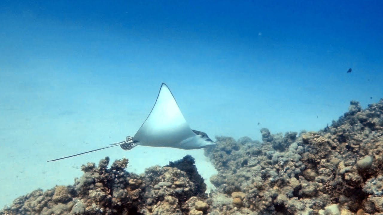 Tauchen am Gravity/Tropitel Sahl Hasheesh Hausriff mit Cracy Waves Red Sea vom 15. bis 29.10.2022