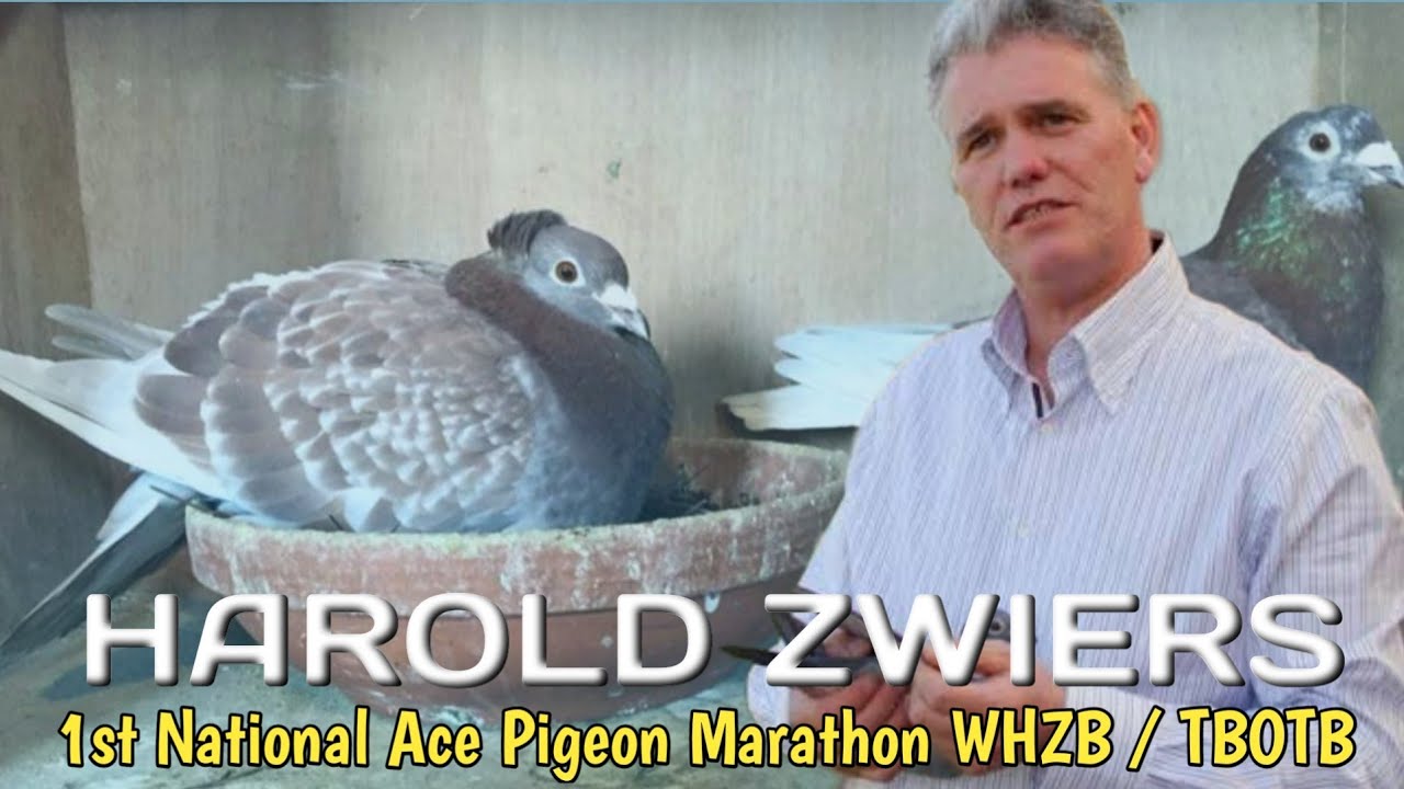 ГАРОЛЬД ЦВИРС — 1-й национальный марафон Ace Pigeon в Нидерландах