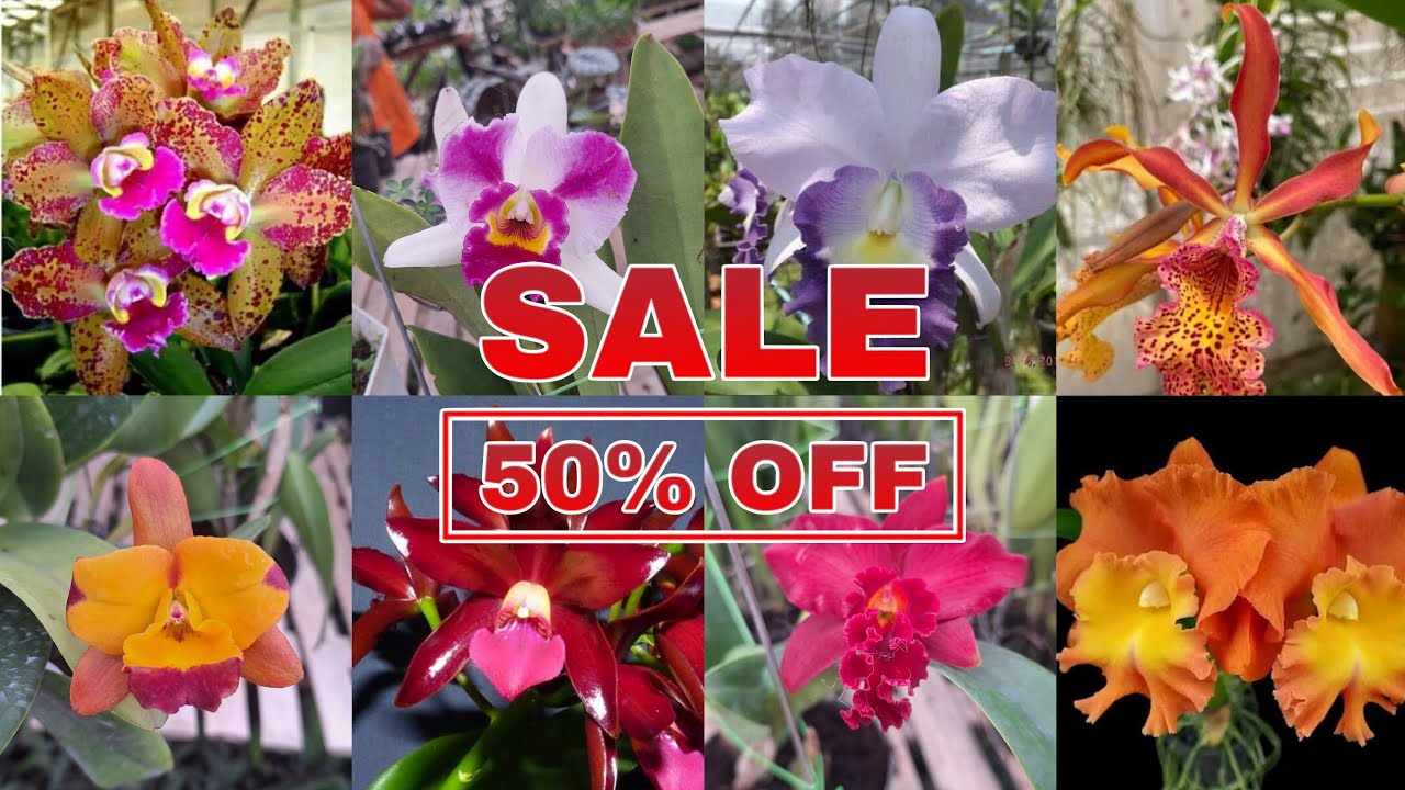 🔴Panen Cattleya Kenop Dan Oncidium Kenop Extra Murah Id Koleksi😻✅️