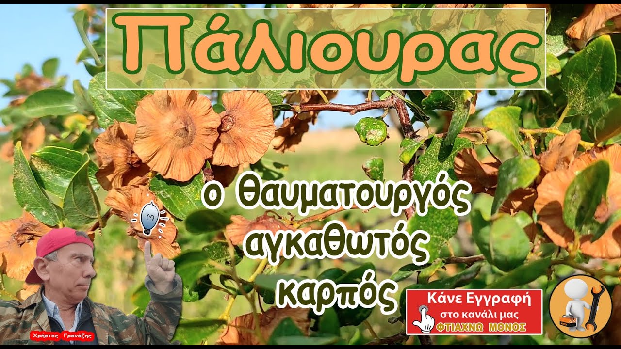 𝝥ά𝝺𝝸𝝾𝞄𝞀𝝰ς: 𝜏𝜊 𝛿έ𝜈𝜏𝜌𝜊 𝜇𝜀 𝜏𝜊𝜈 𝞪𝞬𝞳𝞪𝞱𝟂𝞽ό 𝞱𝞪𝞾𝞵𝞪𝞽𝞸𝞾𝞺𝞬ό 𝜅𝛼𝜌𝜋ό