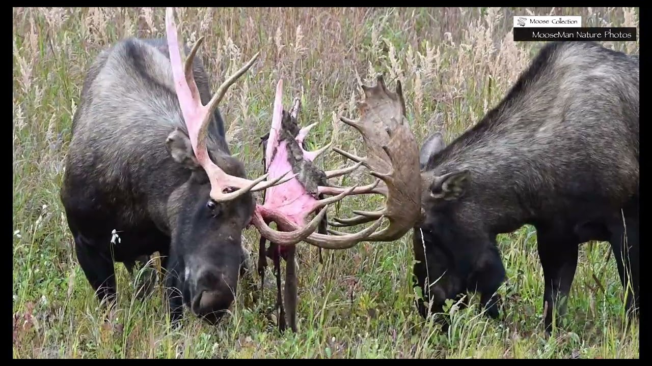 Bull Moose With Weird Antlers Practice Fights With Young Bull 